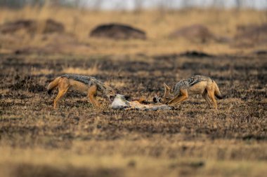İki siyah sırtlı çakal araba çantasının üzerinde duruyor.