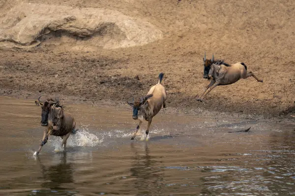 Mavi Antilop Sığ Derede Dörtnala Ilerliyor — Stok fotoğraf
