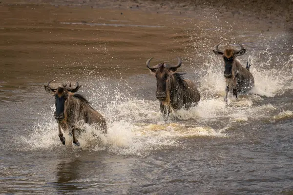 Mavi Antilop Sığ Nehirde Dörtnala Ilerliyor — Stok fotoğraf