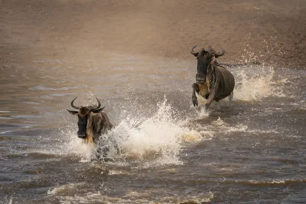 Mavi Antilop Spreyin Ortasında Nehri Geçiyor — Stok fotoğraf