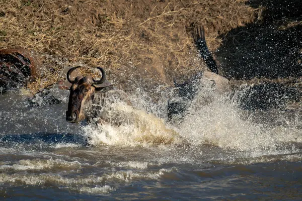 Mavi Antilop Sprey Içinde Nehri Geçiyor — Stok fotoğraf