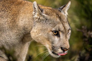 Close-up of puma in bushes licking lips clipart