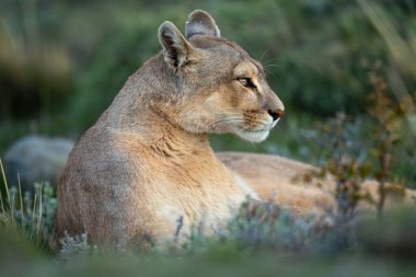 Puma 'nın yakını fenerle yatıyor.