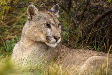 Uzun otların arasında uzanan pumanın yakın çekimi
