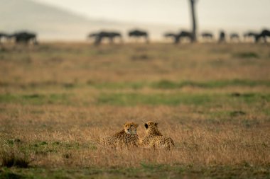 Afrika antiloplarının yakınındaki savanada iki çita yatıyor.