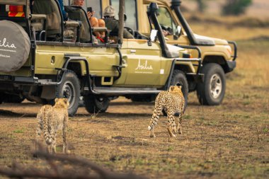 Savanada iki çita cipin yanından geçiyor.