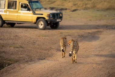 İki çita park halindeki safari kamyonuna doğru yürüyor.