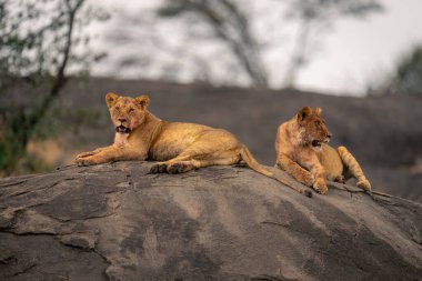 İki dişi aslan kopje 'de ağacın yanında yatıyor.