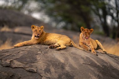 İki dişi aslan kopje 'de, odunların yanında yatıyor.