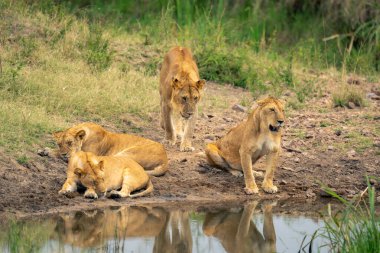 Genç erkek aslan su birikintisinde diğerlerine yaklaşıyor.