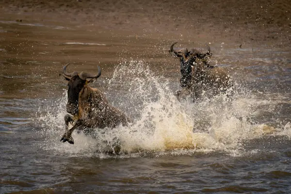 Mavi Antilop Sığ Sularda Dört Nala Koşuyor — Stok fotoğraf