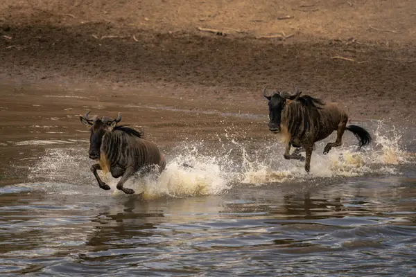Mavi Antilop Sığ Nehirde Dörtnala Koşuyor — Stok fotoğraf