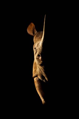 Black rhino stands side-lit staring towards camera clipart