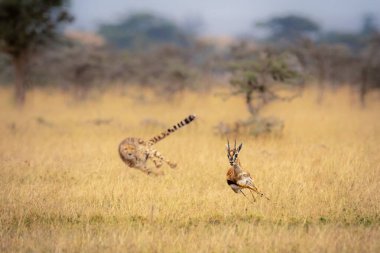 Cheetah chasing Thomson gazelle among whistling thorns clipart