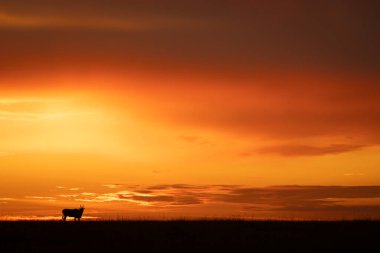 Common eland stands on horizon at sunset clipart