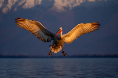 Dalmatian pelican spreads wings landing on lake clipart