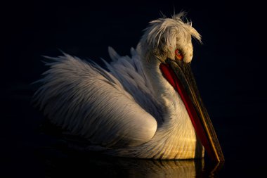 Dalmatian pelican with catchlight on calm lake clipart