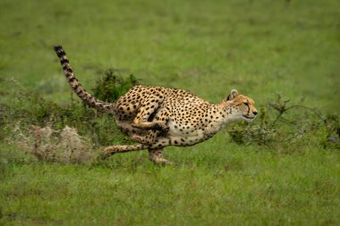 Female cheetah races through puddles in savannah clipart