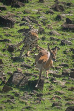 Female cheetah chases impala down rocky slope clipart