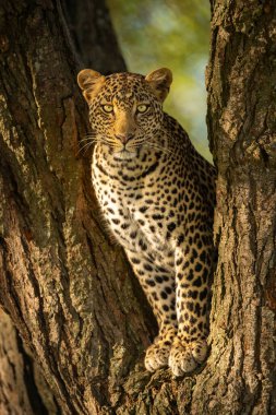 Leopard eyeing camera from fork of tree clipart