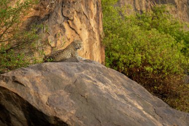 Leopard lies on rock staring into distance clipart