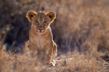 Lion cub sits in grass facing camera clipart