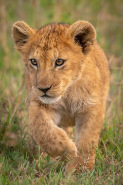 Lion cub crosses long grass lifting paw clipart
