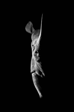 Mono black rhino side-lit staring towards camera clipart