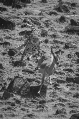 Mono cheetah chases impala down rocky slope clipart