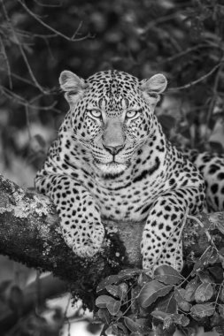 Mono close-up of leopard lying facing camera clipart