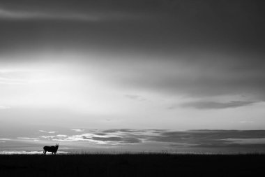 Mono common eland on horizon at sunset clipart