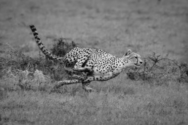 Mono female cheetah crosses puddles in savannah clipart