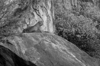 Mono leopard on rock staring into distance clipart