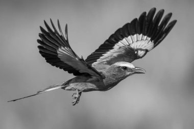 Leylak göğüslü paten güneş ışığında kanatları kaldırıyor.