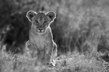 Mono lion cub in grass facing camera clipart