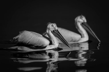 Mono two pelicans swim side-by-side across lake clipart