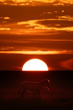 Plains zebra crosses savannah silhouetted at sunset clipart