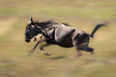 Slow pan of blue wildebeest galloping past clipart