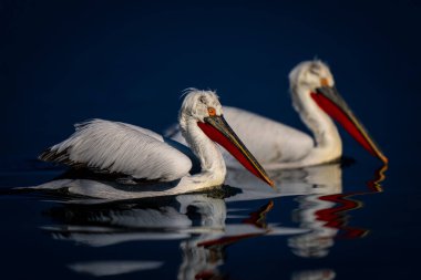 Two Dalmatian pelicans swim side-by-side across lake clipart