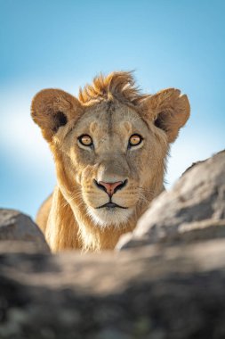 Young male lion watches camera over rocks clipart