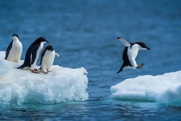 Adelie Penguin Jumping Two Ice Floes — Stock Photo, Image