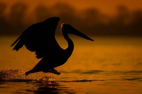 Малматинський Пелікан Перестрибує Через Озеро Світанку Ліцензійні Стокові Фото