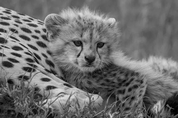 Mono Cheetah Cub Lies Snuggling Mother Stock Picture