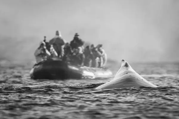 Mono Humpback Whale Surfaces Photography Boat Royalty Free Stock Photos