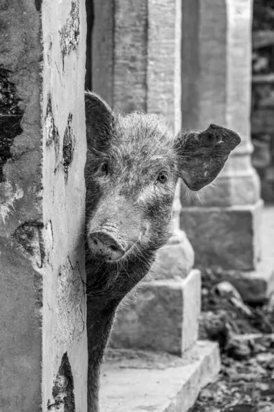 Mono Pig Peeping Out Wall Royalty Free Stock Photos