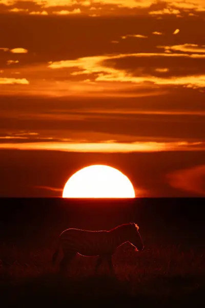 Plains Zebra Korsar Savann Silhuett Vid Solnedgången Stockbild