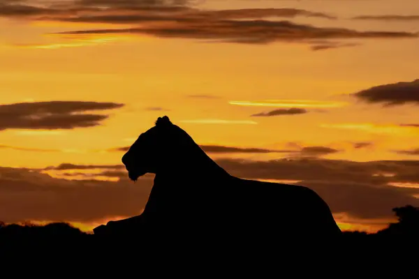 Silhouette Lioness Profile Sunrise Stock Picture