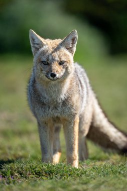 Close-up of South American gray fox standing clipart