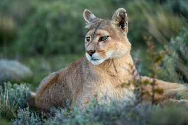 Puma 'nın yakın çekimi çalıların arasında yatıyor.