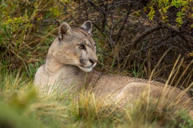 Puma 'nın yakın çekimi, sık çalıların altında yatıyor.